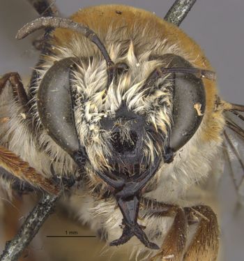 Media type: image;   Entomology 17217 Aspect: head frontal view